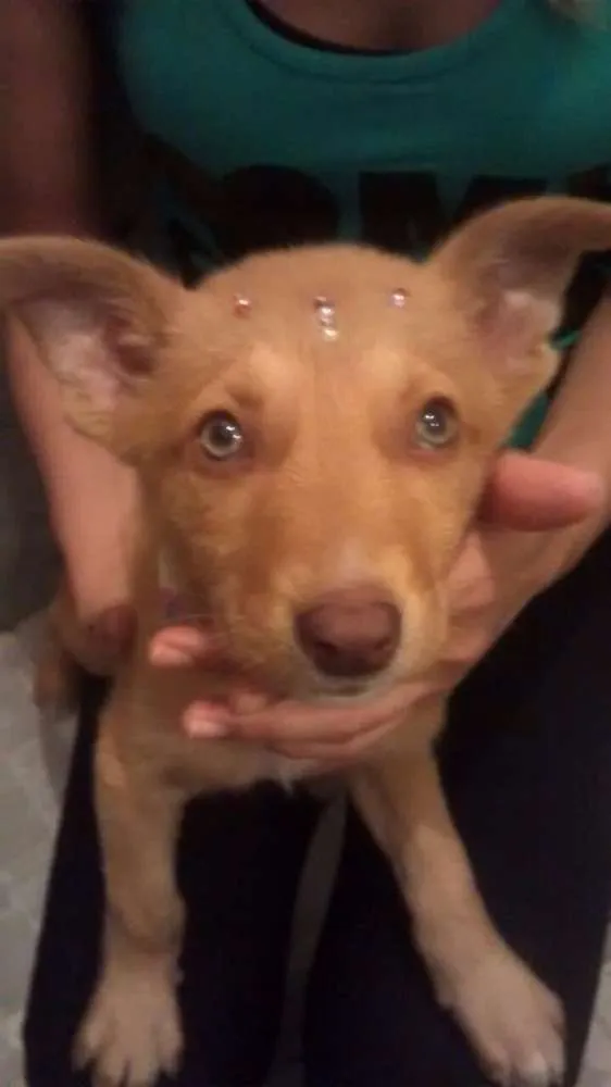 Cachorro ra a Srd idade 2 a 6 meses nome Tansinha