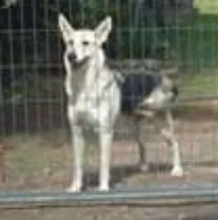 Cachorro ra a  idade 5 anos nome Luna