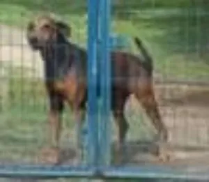 Cachorro raça  idade 6 ou mais anos nome Tula