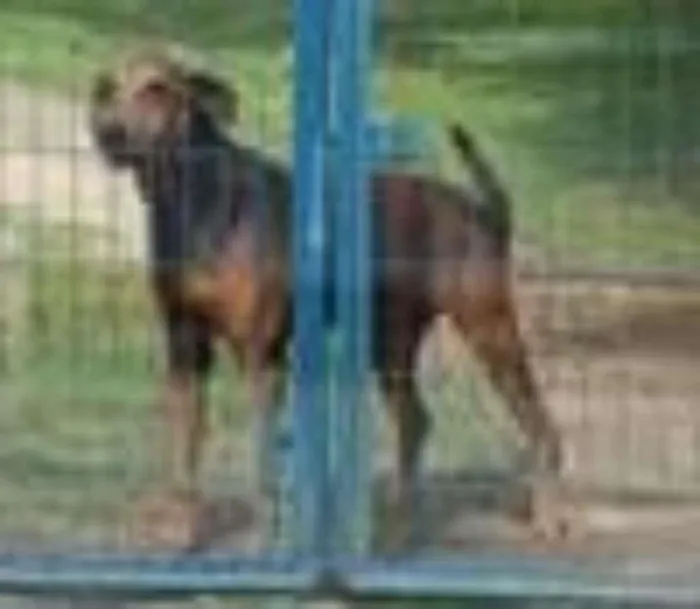 Cachorro ra a  idade 6 ou mais anos nome Tula