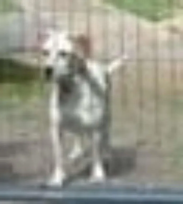 Cachorro ra a  idade 4 anos nome Moon