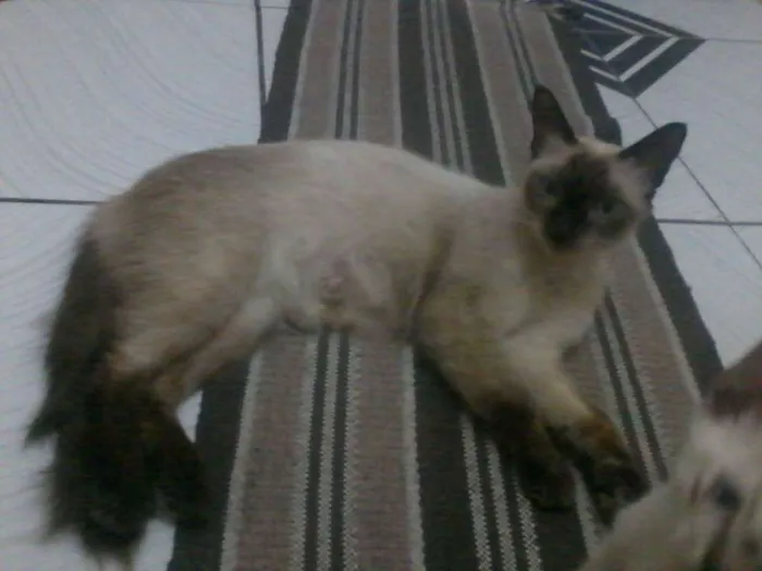 Gato raça Siamês idade 4 anos nome Honda