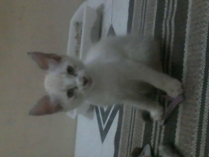 Gato raça Siamês idade 2 a 6 meses nome Vallentina