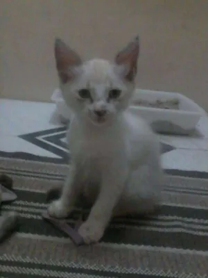 Gato raça Siamês idade 2 a 6 meses nome Vallentina