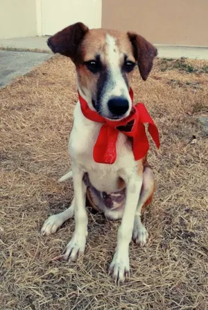 Cachorro raça Mestiço idade 2 a 6 meses nome Life