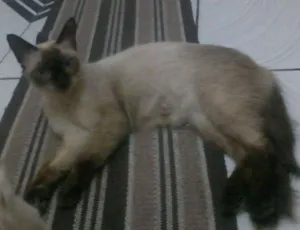 Gato raça Siamês idade 4 anos nome Honda