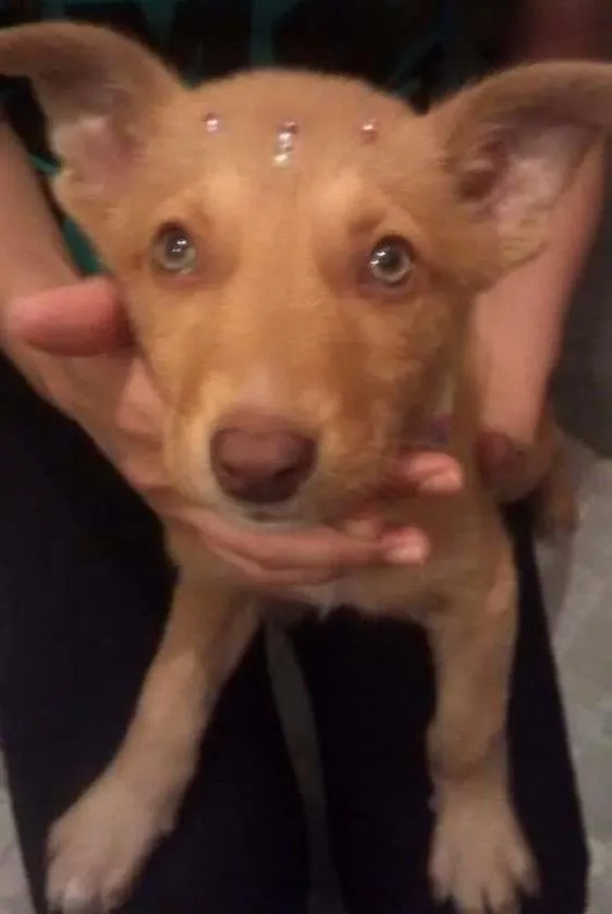 Cachorro ra a Srd idade 2 a 6 meses nome Tansinha