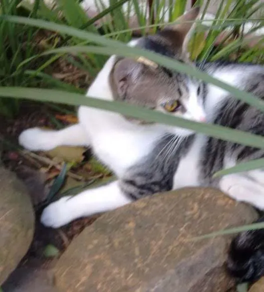 Gato ra a Srd idade 7 a 11 meses nome Rodolfo 