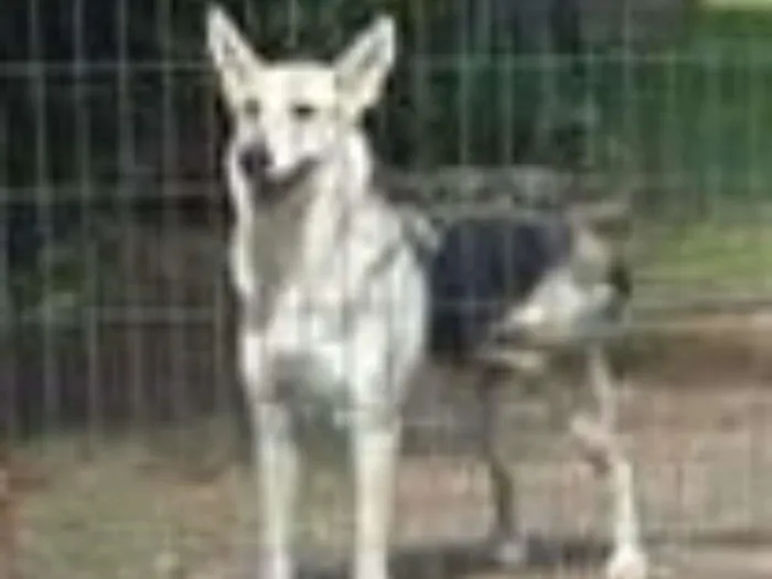 Cachorro ra a  idade 5 anos nome Luna