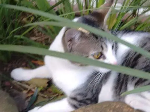 Gato ra a Srd idade 7 a 11 meses nome Rodolfo 