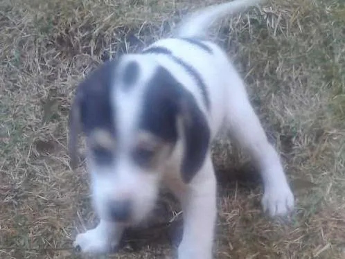 Cachorro raça vira lata idade 2 a 6 meses nome sem nome