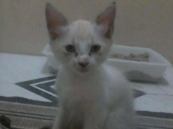 Gato raça Siamês idade 2 a 6 meses nome Vallentina