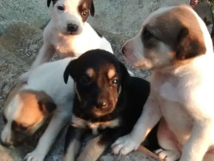 Cachorro raça vira-lata idade Abaixo de 2 meses nome filhote