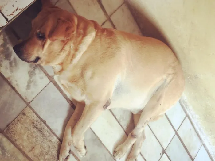 Cachorro ra a Labrador idade 6 ou mais anos nome Scoott