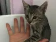 Cinza