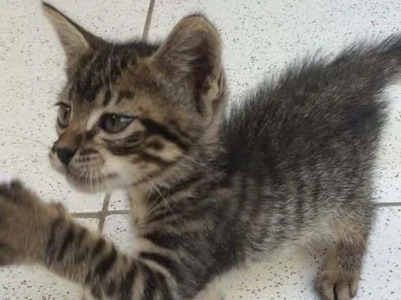 Gato raça Vira-lata idade 2 a 6 meses nome Bina