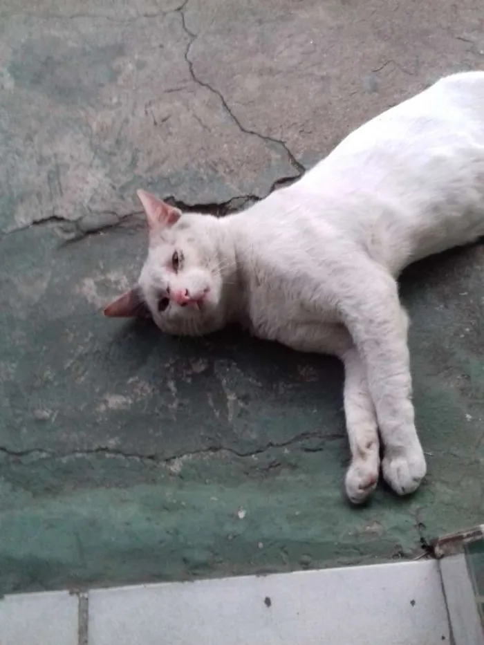 Gato ra a Vira-lata idade 1 ano nome Sem nome