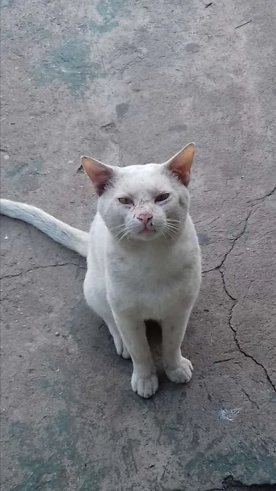 Gato ra a Vira-lata idade 1 ano nome Sem nome