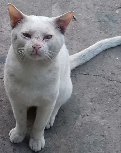 Gato ra a Vira-lata idade 1 ano nome Sem nome
