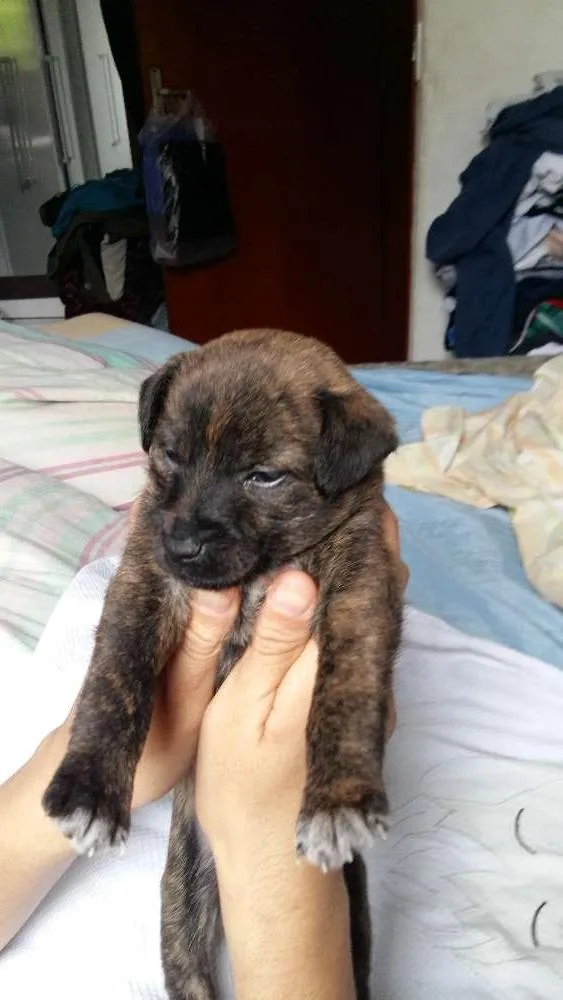 Cachorro ra a RND idade Abaixo de 2 meses nome Brown 