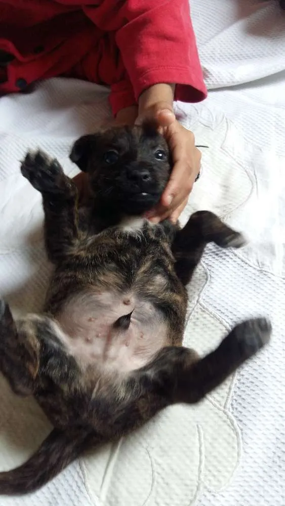 Cachorro ra a RND idade Abaixo de 2 meses nome Brown 