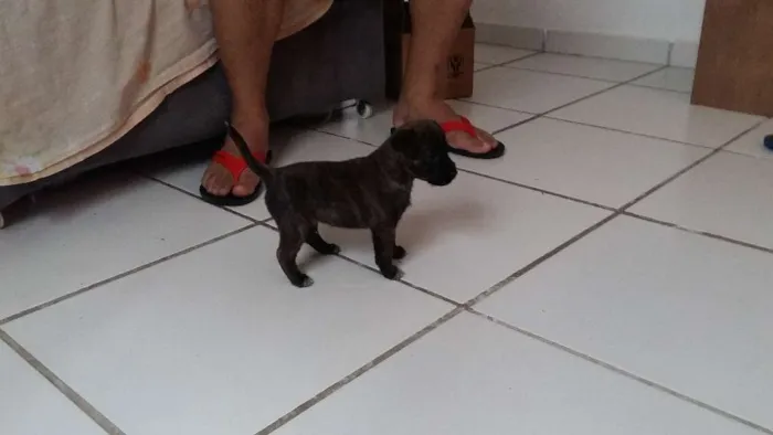 Cachorro ra a RND idade Abaixo de 2 meses nome Brown 