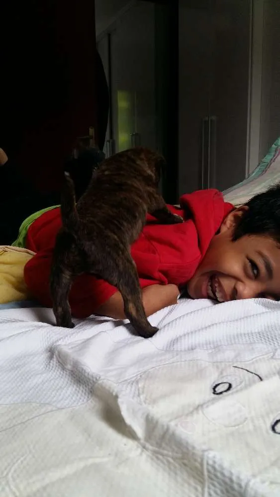 Cachorro ra a RND idade Abaixo de 2 meses nome Brown 