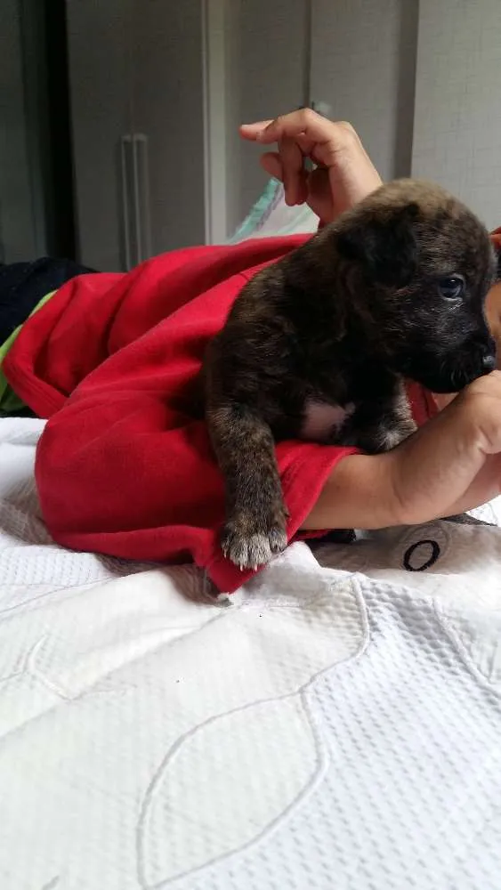 Cachorro ra a RND idade Abaixo de 2 meses nome Brown 