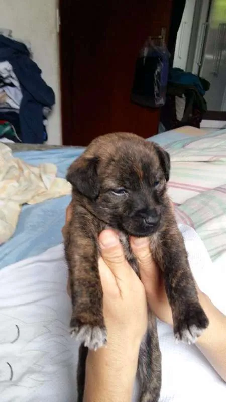 Cachorro ra a RND idade Abaixo de 2 meses nome Brown 