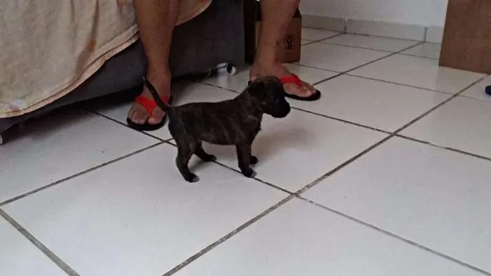 Cachorro ra a RND idade Abaixo de 2 meses nome Brown 