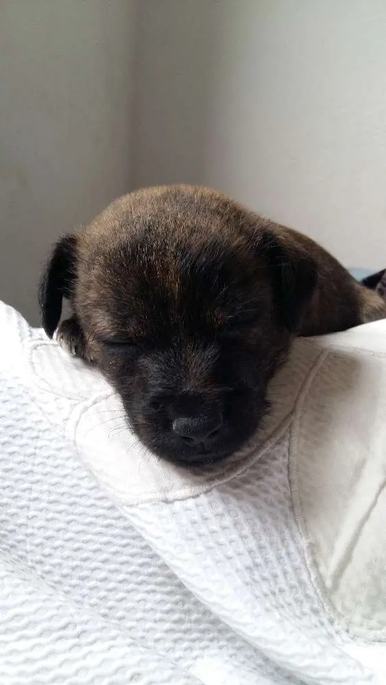 Cachorro ra a RND idade Abaixo de 2 meses nome Brown 
