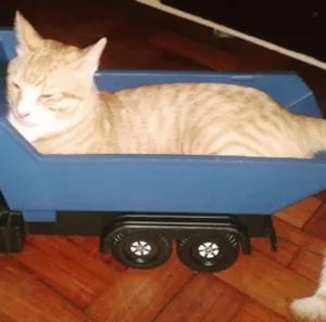 Gato raça Sem raca idade 1 ano nome Nenem