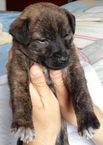 Cachorro ra a RND idade Abaixo de 2 meses nome Brown 