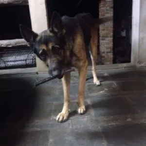 Cachorro raça Pastor Alemão idade 4 anos nome Thor
