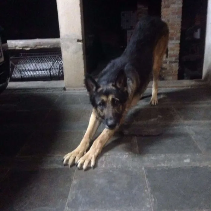 Cachorro raça Pastor Alemão idade 4 anos nome Thor
