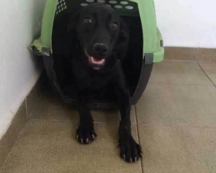 Cachorro ra a SRD idade 1 ano nome Mercedes