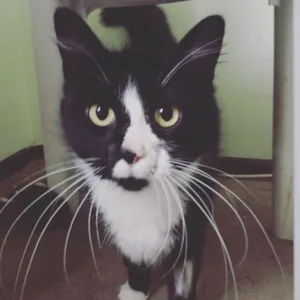 Gato raça SRD idade 4 anos nome Batgirl 