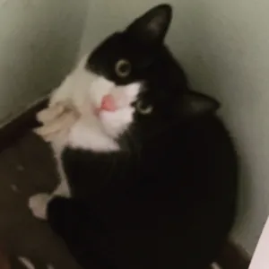 Gato raça SRD idade 7 a 11 meses nome Maninos frajolas 