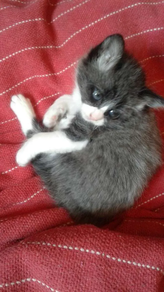Gato ra a srd idade Abaixo de 2 meses nome filhotes 