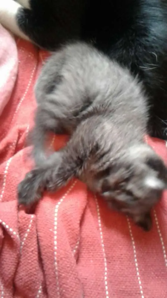 Gato ra a srd idade Abaixo de 2 meses nome filhotes 