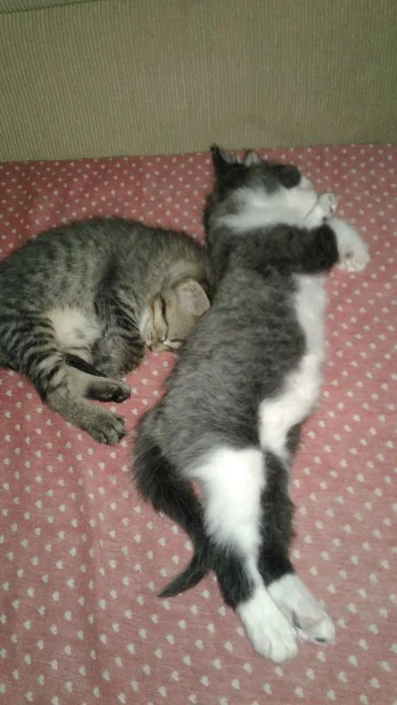 Gato ra a srd idade Abaixo de 2 meses nome filhotes 
