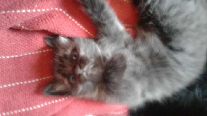 Gato ra a srd idade Abaixo de 2 meses nome filhotes 