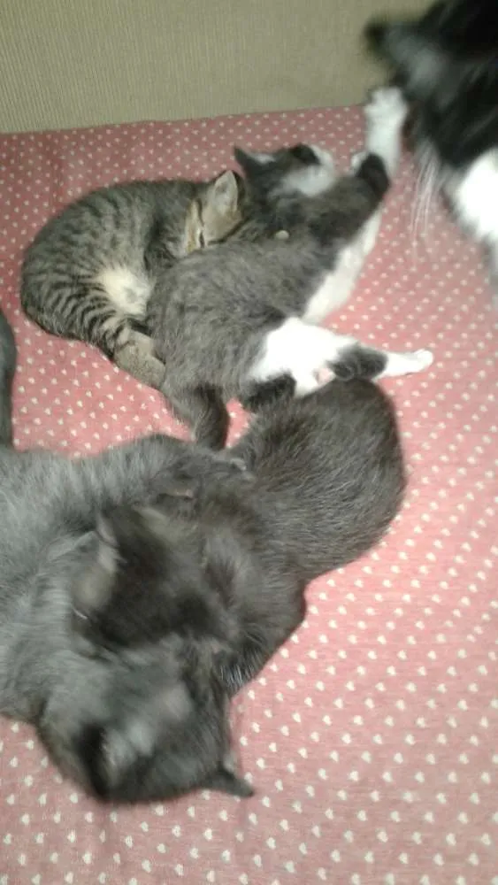 Gato ra a srd idade Abaixo de 2 meses nome filhotes 
