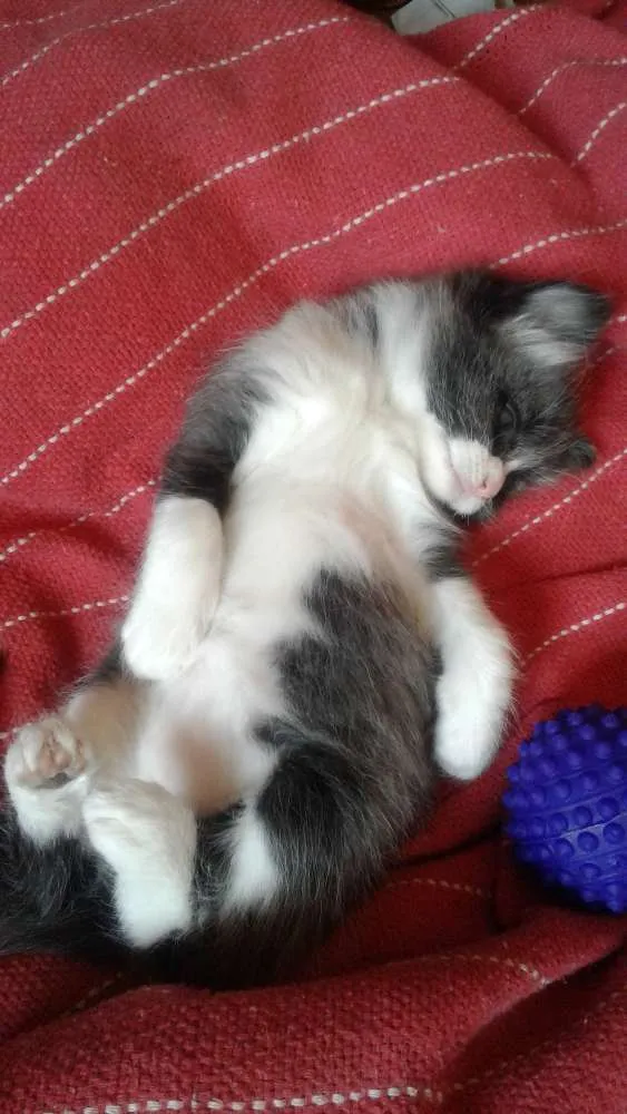 Gato ra a srd idade Abaixo de 2 meses nome filhotes 