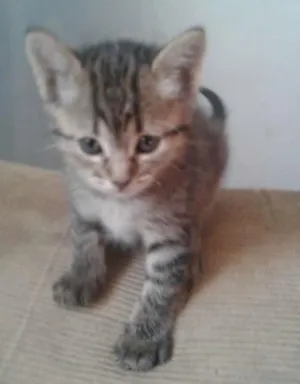 Gato raça srd idade Abaixo de 2 meses nome filhotes 