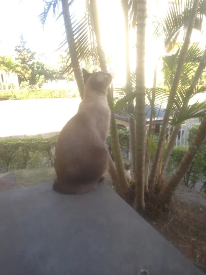 Gato ra a Siamês  idade 1 ano nome Luna