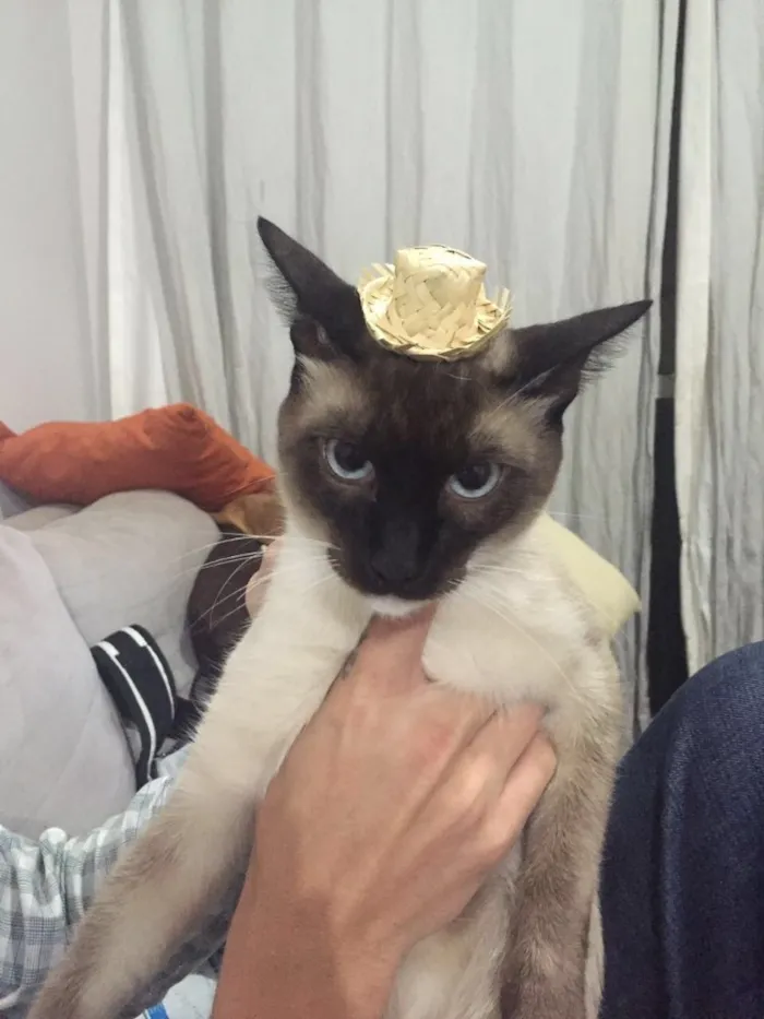 Gato ra a Siamês  idade 7 a 11 meses nome Sr Pitoco 