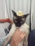 Sr Pitoco