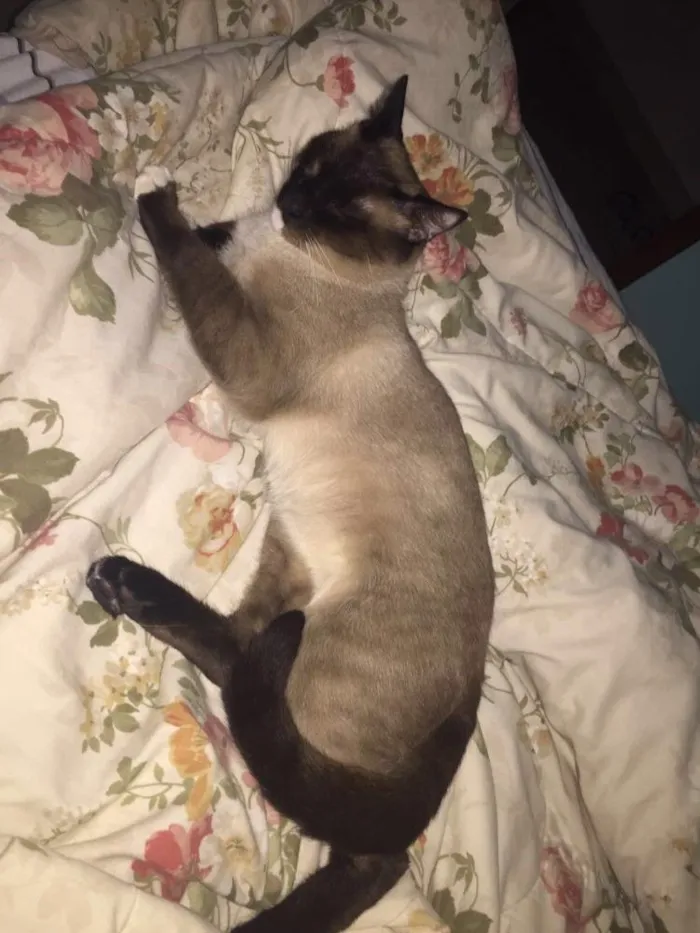 Gato ra a Siamês  idade 7 a 11 meses nome Sr Pitoco 