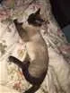 Gato raça Siamês  idade 7 a 11 meses nome Sr Pitoco 
